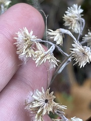 Pseudognaphalium beneolens