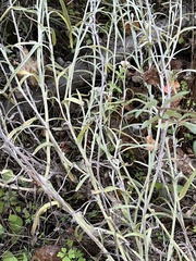 Pseudognaphalium beneolens