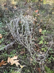 Pseudognaphalium beneolens