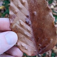 Acalitus ferrugineum