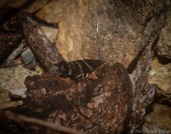 Stagmatophora argyrostrepta