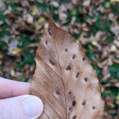 Acalitus ferrugineum
