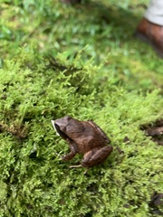 Craugastor podiciferus