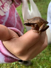 Craugastor podiciferus