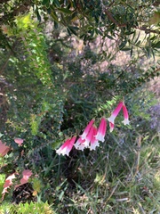 Epacris longiflora
