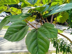 Ficus auriculata