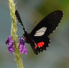 Parides
