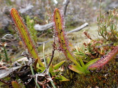 Drosera murfetii