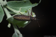 Rhinotia brunnea