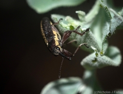 Rhinotia brunnea