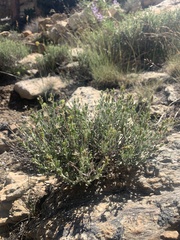 Ericameria discoidea