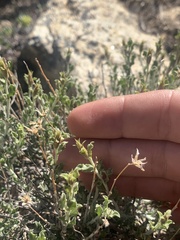 Ericameria discoidea