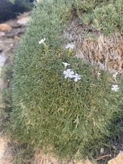 Phlox condensata