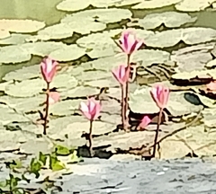 Nymphaea rubra