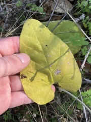 Aristolochia californica