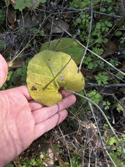 Aristolochia californica