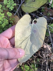 Aristolochia californica