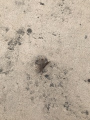 Coreoidea