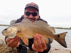 Sciaenops ocellatus