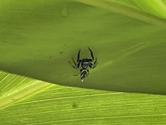 Thiania bhamoensis