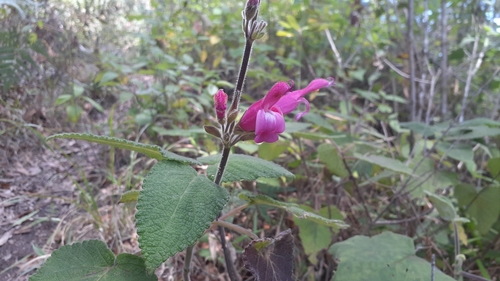 Salvia dorisiana, photograph 3