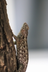 Sceloporus spinosus