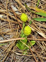 Polygala nana