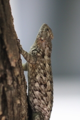 Sceloporus spinosus