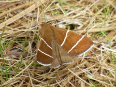 Argyrostrotis quadrifilaris