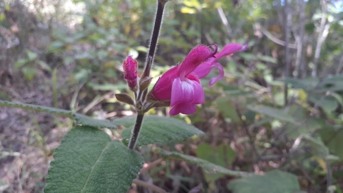 Salvia dorisiana, photograph 4