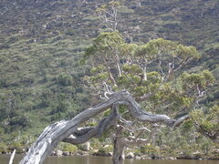 Athrotaxis cupressoides
