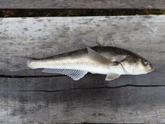 Eleginops maclovinus