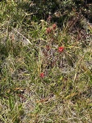 Castilleja applegatei