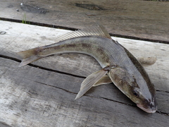 Eleginops maclovinus