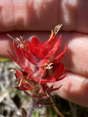 Castilleja applegatei