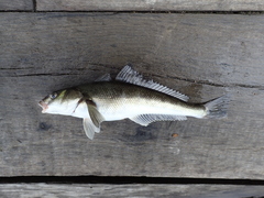 Eleginops maclovinus