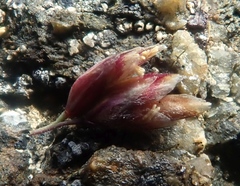 Poa abbreviata
