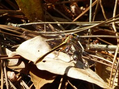 Phanogomphus minutus