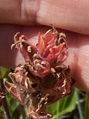 Castilleja applegatei