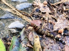 Sphaerodactylus rosaurae