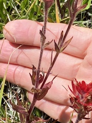 Castilleja applegatei