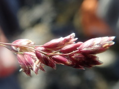 Poa abbreviata