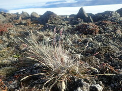 Poa abbreviata