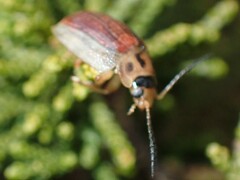 Paropsisterna bimaculata