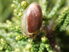 Paropsisterna bimaculata