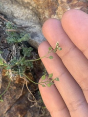 Draba sphaeroides
