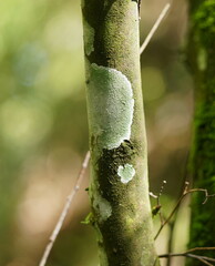 Lepra novaezelandiae