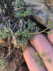 Draba sphaeroides