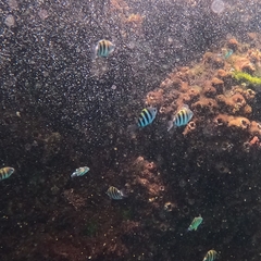 Abudefduf vaigiensis