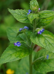 Pentaglottis sempervirens